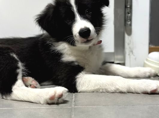 3 Aylik Safkan Border Collie