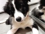 3 Aylik Safkan Border Collie