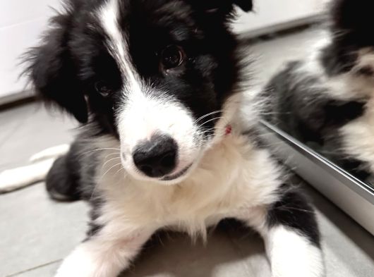 3 Aylik Safkan Border Collie görsel