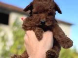 REDBROWN MİNİ BOY TOY POODLE YAVRUMUZ