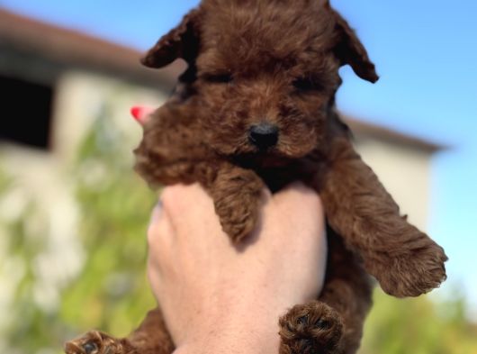 Redbrown Mi̇ni̇ Boy Toy Poodle Yavrumuz