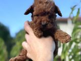 Redbrown Mi̇ni̇ Boy Toy Poodle Yavrumuz