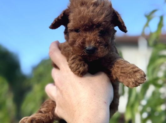 Redbrown Mi̇ni̇ Boy Toy Poodle Yavrumuz görsel