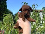 Redbrown Mi̇ni̇ Boy Toy Poodle Yavrumuz