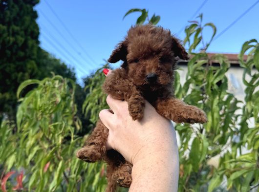 Redbrown Mi̇ni̇ Boy Toy Poodle Yavrumuz görsel