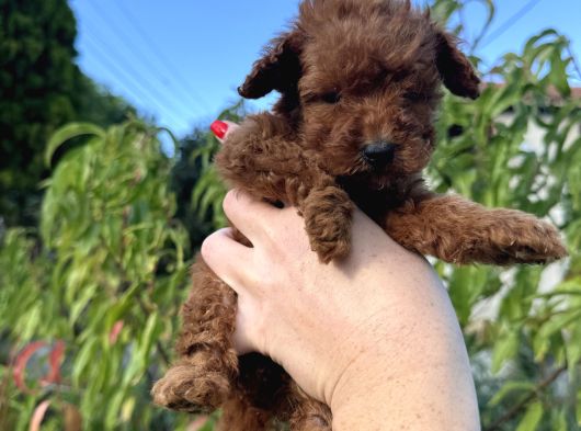 Redbrown Mi̇ni̇ Boy Toy Poodle Yavrumuz görsel