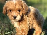 Malti̇po Mi̇ni̇ Boy Erkek Yavrumuz