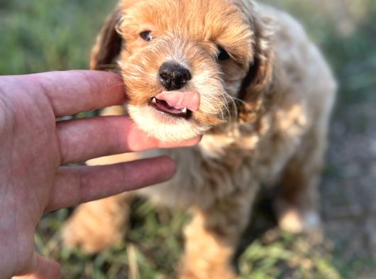 Malti̇po Mi̇ni̇ Boy Erkek Yavrumuz görsel