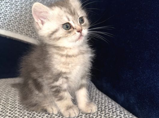 Britishlonghair görsel