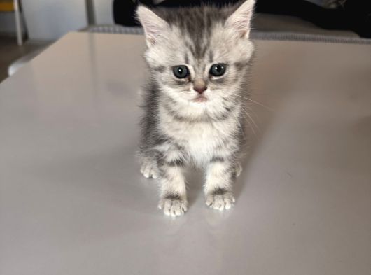 Britishlonghair görsel