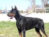 King Doberman Yavrular