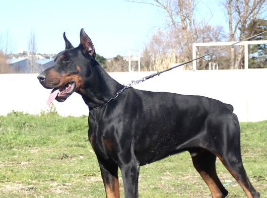 King Doberman Yavrular