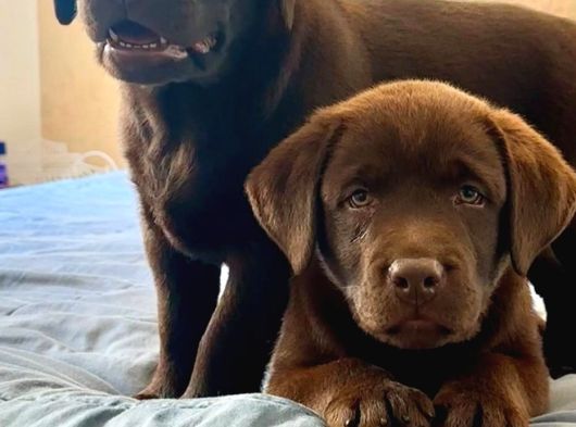 Ruhsatli̇ Çi̇fli̇kten Özel Labrador Retri̇ever Yavrulari görsel