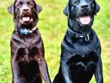 RUHSATLİ ÇİFLİKTEN ÖZEL LABRADOR RETRİEVER YAVRULARI