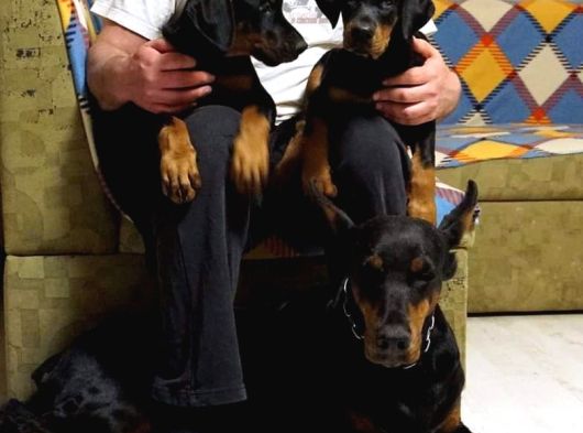 Secereli̇ Doberman Yavrulari İstanbul görsel
