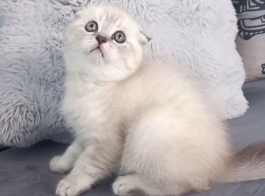 Boncuk Oğlumuz