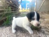Jack Russel Yavrumuz
