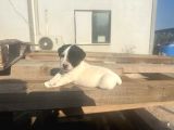 Jack Russel Yavrumuz