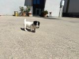 Jack Russel Yavrumuz