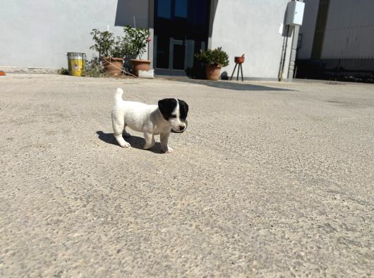 Jack Russel Yavrumuz görsel