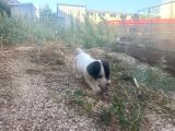 Jack Russel Yavrumuz