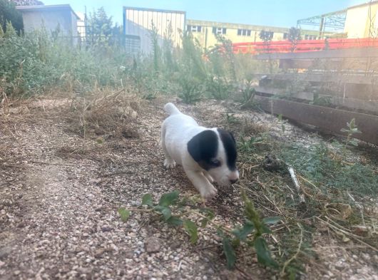 Jack Russel Yavrumuz görsel