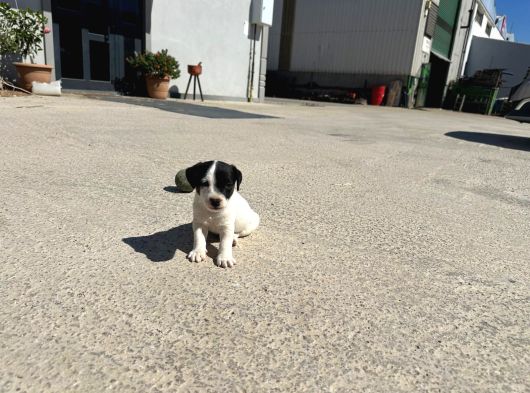 Jack Russel Yavrumuz görsel