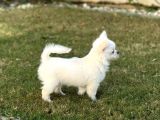 Irkının En İyisi Ödüllü Chihuahua Yavrular