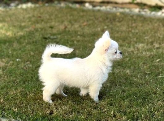 Irkının En İyisi Ödüllü Chihuahua Yavrular görsel