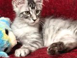 Maine Coon Farki