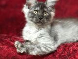Maine Coon Farki