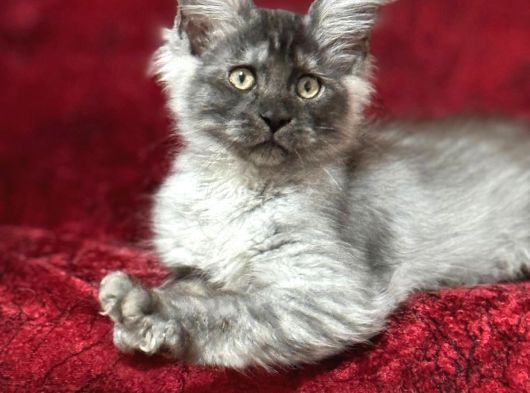 Maine Coon Farki görsel
