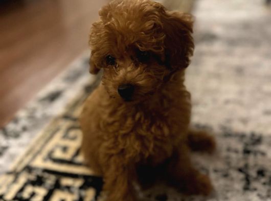 2 Aylık Poodle görsel