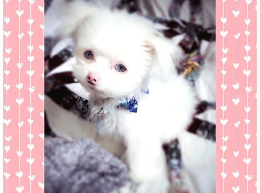 Peluş Oyuncak Gibi Maltese