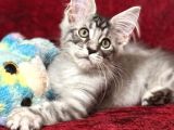 MAINE COON FARKI