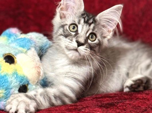 Maine Coon Farki