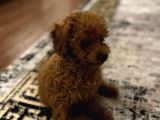 2 Aylık Poodle