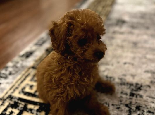2 Aylık Poodle görsel
