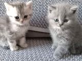 Britishlonghair