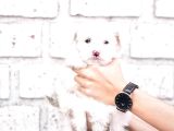Peluş Oyuncak Gibi Maltese