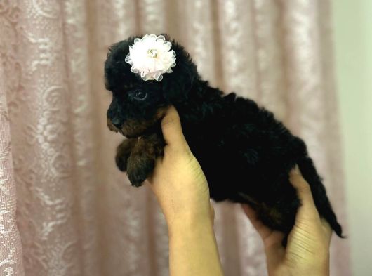 Black Brown A Kalite Poodle Yavru görsel