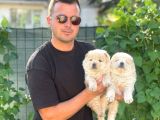 Sevimli Aslan Gibi Chow Chow Yavrular