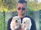 Sevimli Aslan Gibi Chow Chow Yavrular