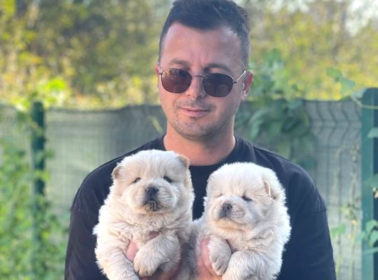 Sevimli Aslan Gibi Chow Chow Yavrular görsel