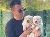 Sevimli Aslan Gibi Chow Chow Yavrular