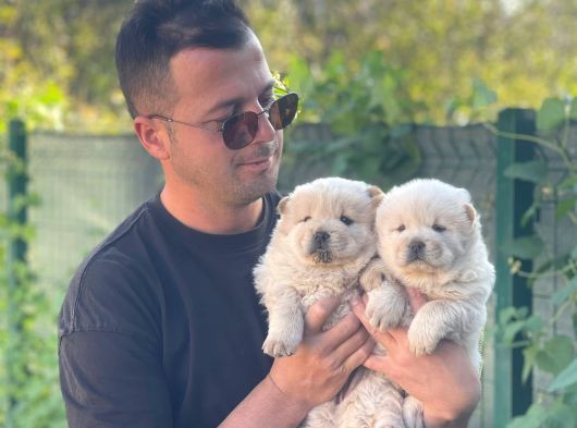 Sevimli Aslan Gibi Chow Chow Yavrular görsel