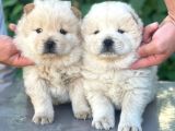 Sevimli Aslan Gibi Chow Chow Yavrular