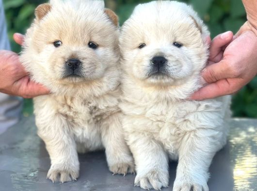 Sevimli Aslan Gibi Chow Chow Yavrular görsel