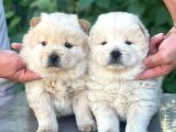 Sevimli aslan gibi chow chow yavrular