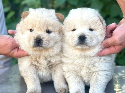 Sevimli Aslan Gibi Chow Chow Yavrular